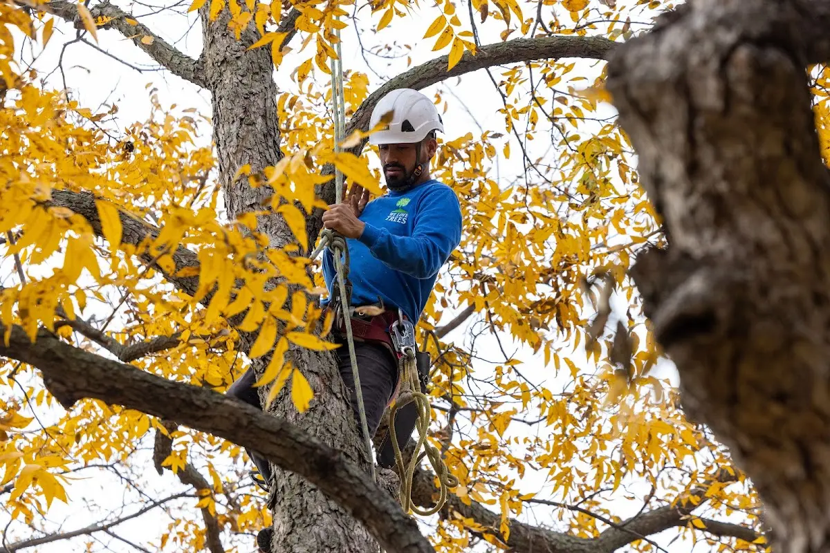 Skilled Tree Planing crew working in Cranberry Township