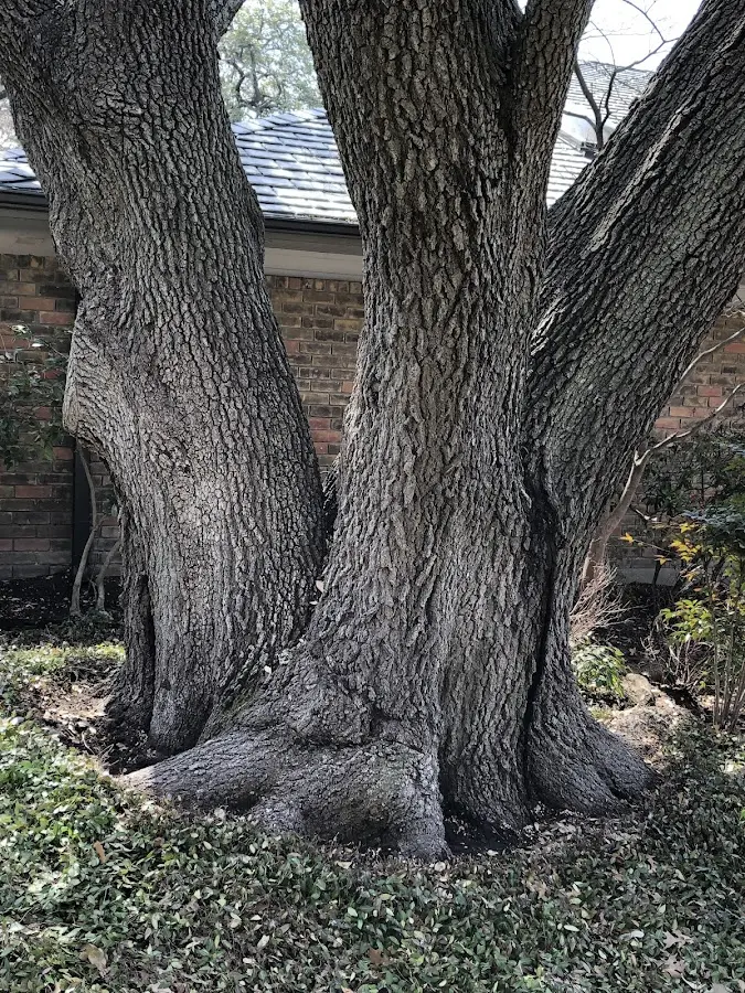 Mature heritage tree close to a Cranberry Township property cared for by certified arborists